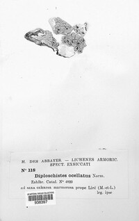 Diploschistes ocellatus image